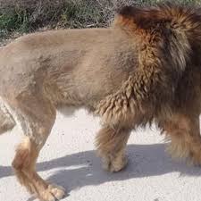 Jun 12, 2021 · henry the golden retriever seems to be enjoying a brush and blow dry. Lion On The Loose In Spain Is Actually A Dog With A Funny Haircut