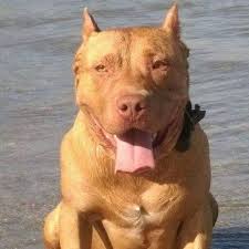 Pitbull Asktir 1 Rednose Ayri Bir Cins Degil Bildiginiz Facebook