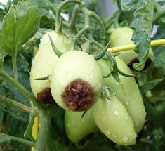 Blossom end rot is most likely the culprit, caused by a calcium deficiency in the soil. Plant Food Can Prevent Blossom End Rot The Journal