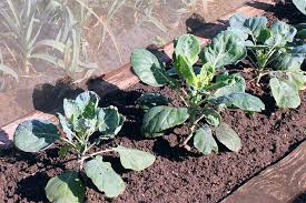 Bei den salaten ist es wichtig zu wissen, dass sie bei hitze einen bitteren geschmack erhalten. Pflanzen Im Nutzgarten Nabu