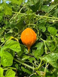 Image result for Momordica charantia