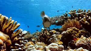 We did not find results for: These Mermaids In West Palm Beach Are Rebuilding Coral Reefs In Florida Video Abc News