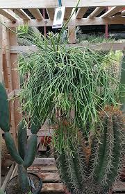 Image result for Rhipsalis baccifera