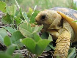 tortoise eating vegetation