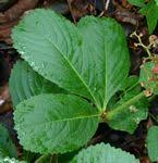 Image result for Cyphostemma heterotrichum