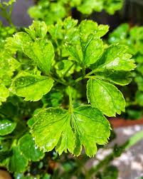 Image result for Polyscias guilfoylei