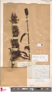 Image result for Phragmanthera usuiensis