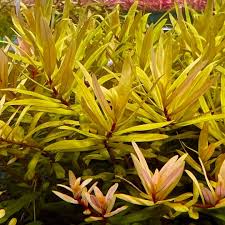 Image result for Nesaea pedroi