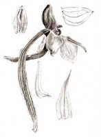 Image result for Habenaria hologlossa