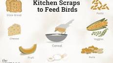 Image result for what to feed birds besides bread