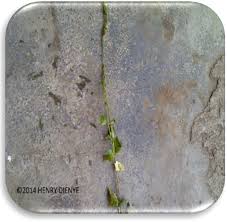 Image result for Platostoma africanum