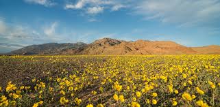 Image result for images blossoms in the desert