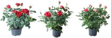 It was lovely but because there was no fragrance, i passed. Denmark Reds Through The Roof At Rosa Danica