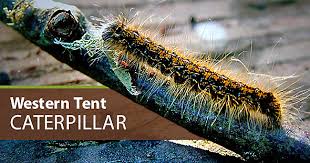 Mix 2 tablespoons in 4 liters of water and spray on plants. How To Get Rid Of Eastern Tent Caterpillars