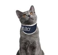Amazon.com : Orthopedic Cat Neck Brace – Cervical Spine ...