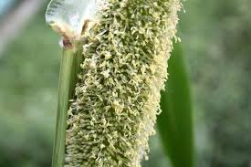 Image result for Cenchrus americanus