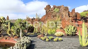 Desert plants are typically thought to be dry, plain, and boring that most of us would not notice nor appreciate. Cactus Garden Stock Video Footage Royalty Free Cactus Garden Videos Pond5