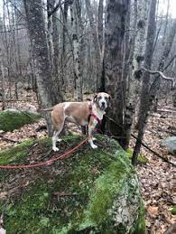 Penny's english coonhounds 130 valley grove court troy, mo 63379 ph: 12 Pup Ideas Coonhound English Coonhound Red Tick Coonhound