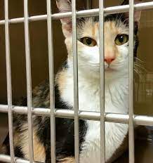 Victoria Is At The Cambridge Petsmart Cat Adoption Cats Animals