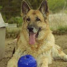 Maybe you would like to learn more about one of these? German Shepherd Rescue Of Central Texas Home Facebook
