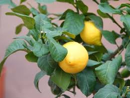 Image result for Citrus medica