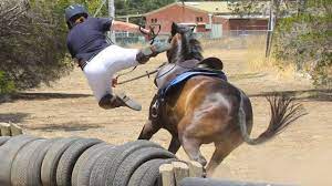 Видео horse event 2016 nalanta!! Horse Falls Compilation Epic Equestrian Falls And Fails Best Bad Horse Riding And Pony Fails Youtube