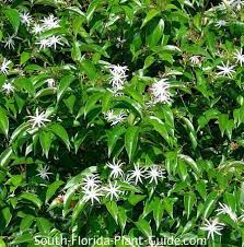 Jasmine companion plants will have the same soil, sunlight and water requirements are benefitted in the same way. Star Jasmine