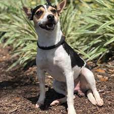 Rat Terrier Dog For Adoption In Williston Florida Levy In Williston Florida Dog Adoption Terrier Rat Terriers