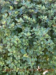 Image result for Pittosporum tenuifolium