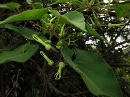 Image result for Riocreuxia torulosa