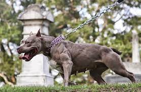 Even if you have a tight schedule, you need to set aside enough time to exercise your dog. What Dog Can Beat A Pitbull Strongest Fighting Dogs