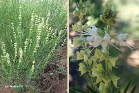 Image result for Ocimum angustifolium