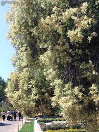 Image result for Melaleuca sp. A (Biegel 5741)