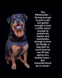 Rottweiler Loving Confident And Loyal Rottweiler Puppies Rottweiler Love Rottweiler Funny