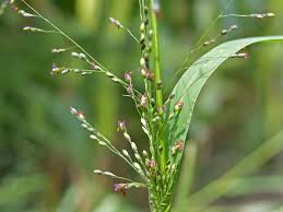 Image result for Panicum schinzii