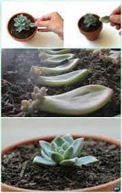 The kit comes with a starter plant, seeds, and potting soil. 20 Diy Indoor And Outdoor Succulent Garden Ideas Succulent Garden Indoor Succulent Garden Diy Succulents Diy