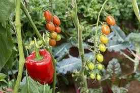 Aerate the soil around the holes thoroughly. Pepper Companion Planting Learn About Plants That Like To Grow With Peppers