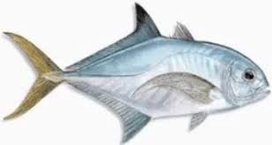 Maybe you would like to learn more about one of these? Jenis Jenis Ikan Air Laut Ekonomis Penting Bagian 1 Lalaukan