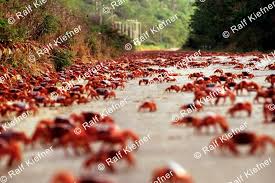Could tiny wasps save the day? Red Crabs From Christmas Island Documentary By Ralf Kiefner And Andrea Ramalho