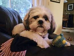 Check spelling or type a new query. Shih Tzu Dog Names Popular Male And Female Names Wag