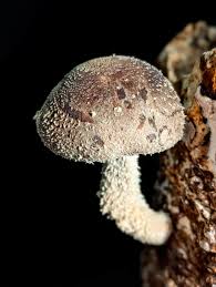 Image result for Lentinus edodes