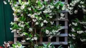 Maybe you would like to learn more about one of these? Star Jasmine Strange Seeds And How To Care For This Climbing Plant Homes To Love