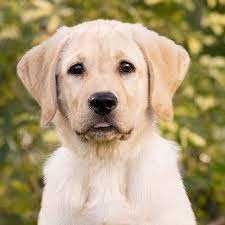See more ideas about puppies, labrador dog, labrador. Free Dogs And Cats Adoption Pune Posts Facebook