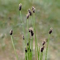 Image result for Eleocharis brainii