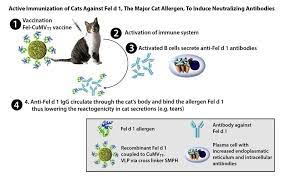 New Cat Allergy Vaccine For Cats Eliminates Allergic Reactions For Humans Intelligent Living