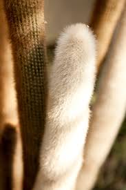 Afternoon Eye Candy Fuzzy Cacti For Frosty Thursdays Plant Talk
