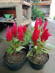 Semua orang pasti tahu bunga apalagi bagi kaum perempuan, pastinya bunga menjadi salah satu tanaman favoritnya. Jual Isi 1000 Biji Bunga Celosia Jengger Ayam Merah Mix Di Lapak Naya Collection Bukalapak