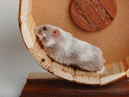Grapes and raisins shouldn't be given to these dwarf hamsters because of their high levels of acidity and chocolate and other sticky foods shouldn't be given as they get stuck in the hamster's pouches and cause infections which may even lead to death. Keeping And Caring For Pet Campbell S Dwarf Russian Hamsters