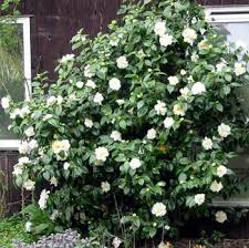 White Camellia Shrub White Camellia Camellia Plant Shade Garden