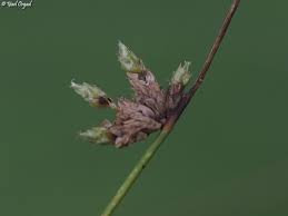 Image result for Schoenoplectiella senegalensis